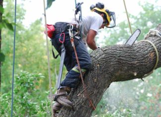 Surrey Tree Pruning 