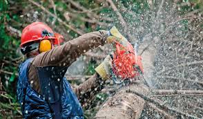 Guildford Tree Surgeons