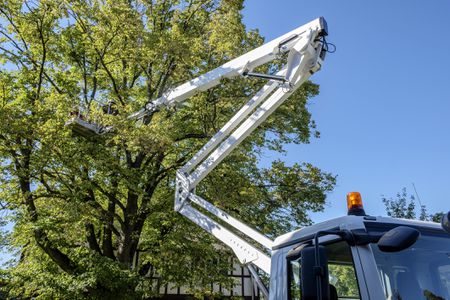 Tree Pruning Wonersh