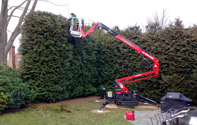 Tree Pruning in Wonersh