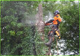 Tree Surgeons Guildford