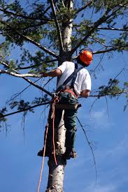 Tree Surgeons in Guildford