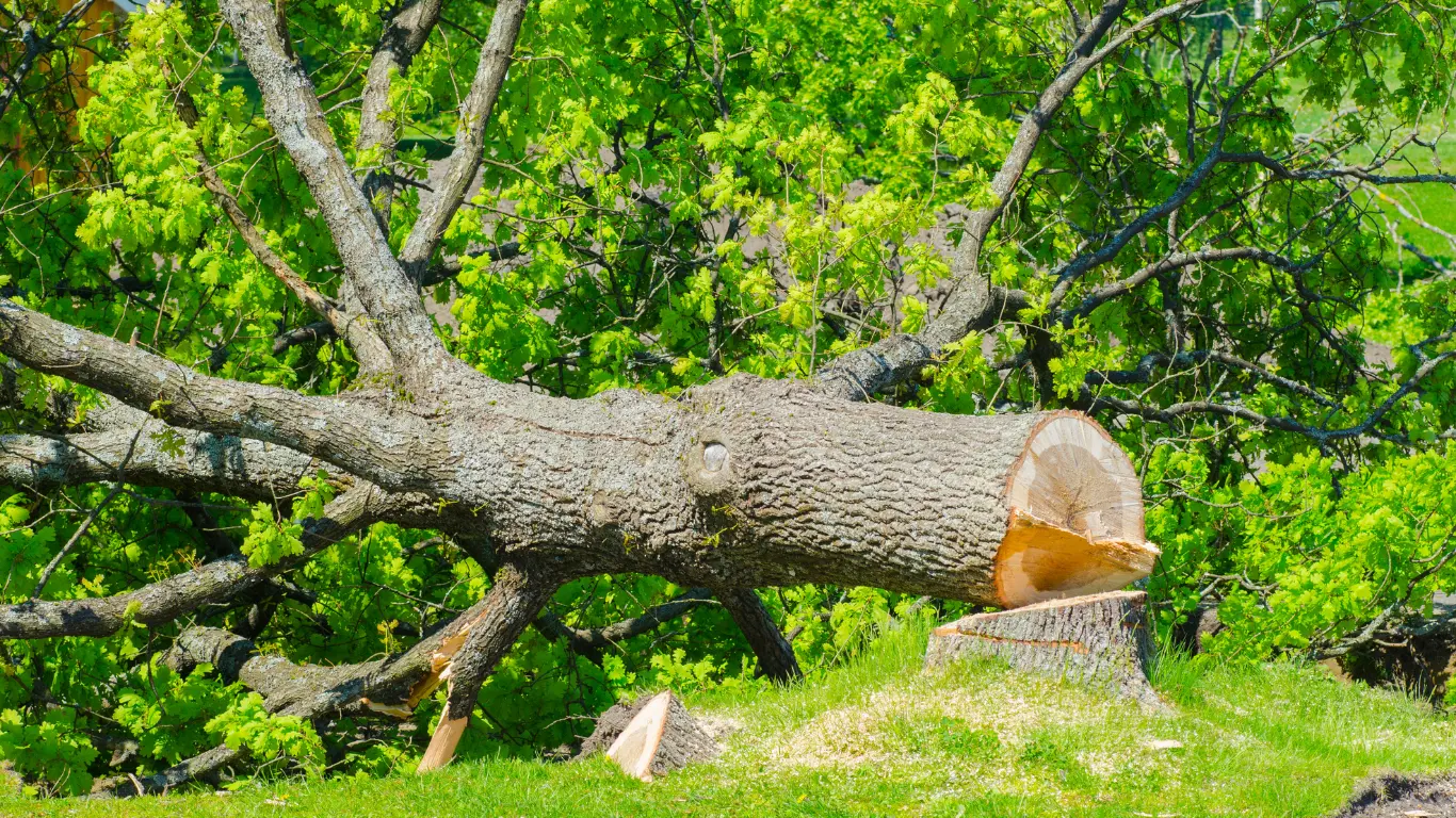 emergency tree surgery