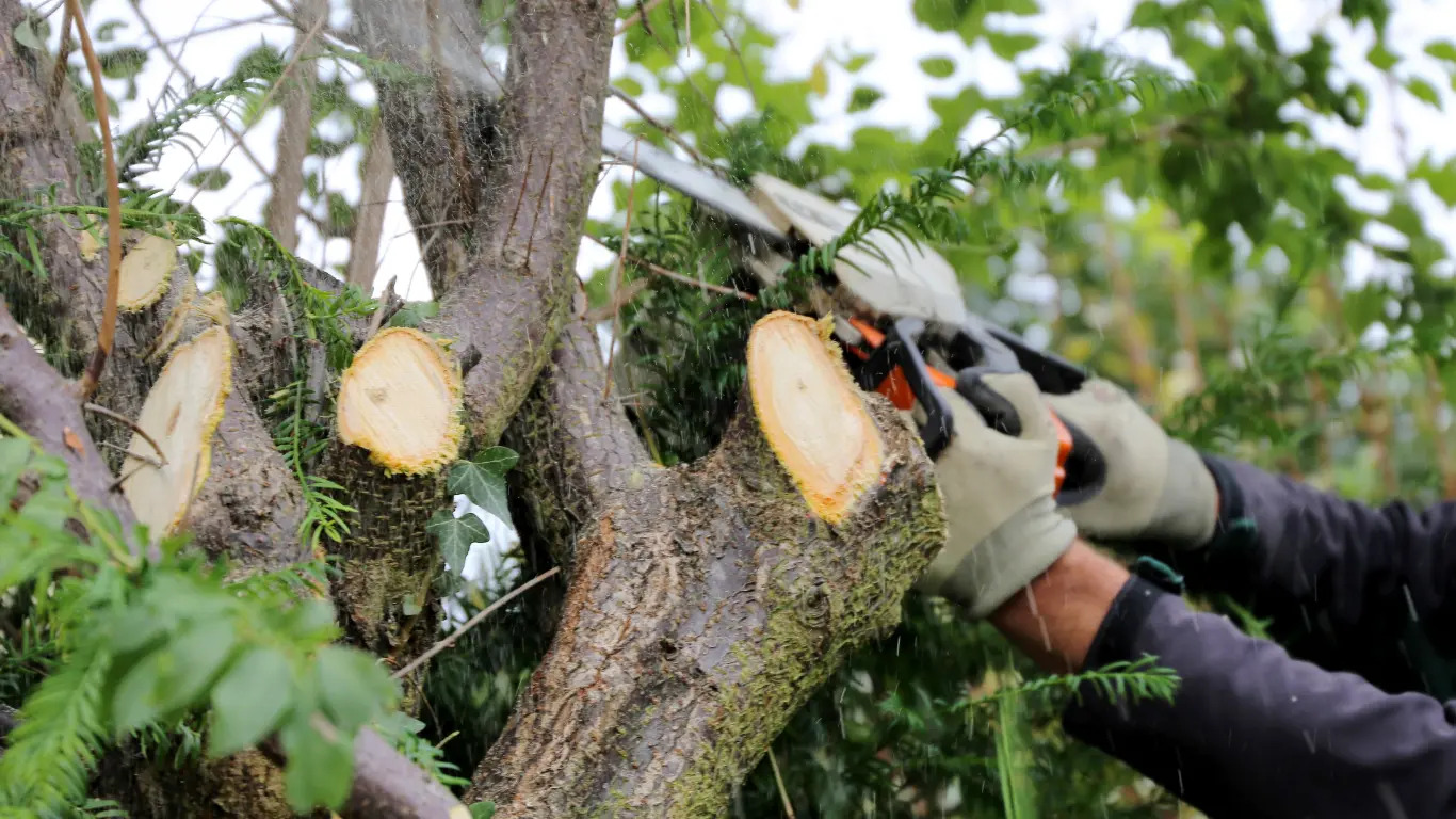 emergency tree service