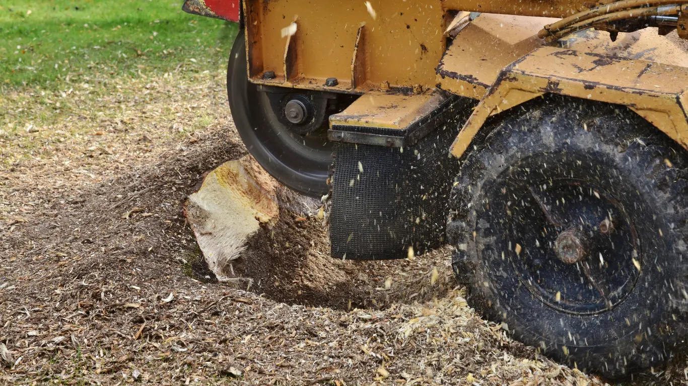 stump removal Weybridge